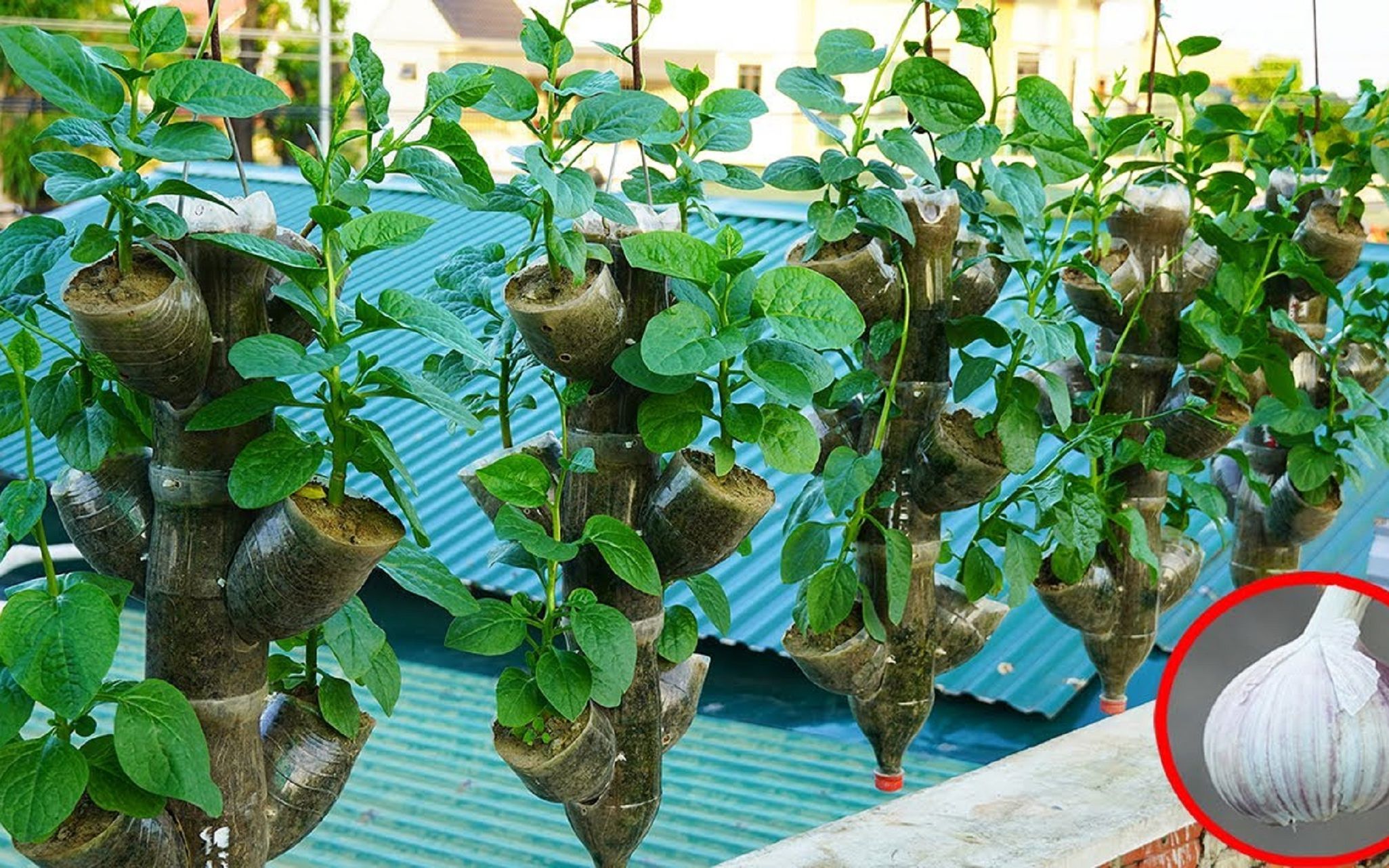 空油桶不要浪费,这样种木耳菜一年四季都有得吃,环保又省钱