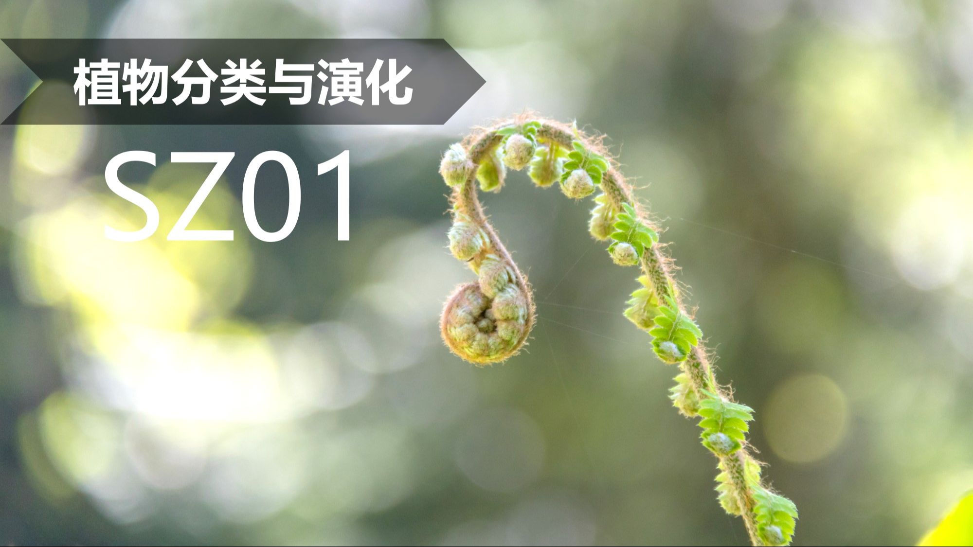 【植物分类与系统发育】SZ01 蕨妙内卷——石松类与真蕨类概述(1):蕨类的叶片哔哩哔哩bilibili