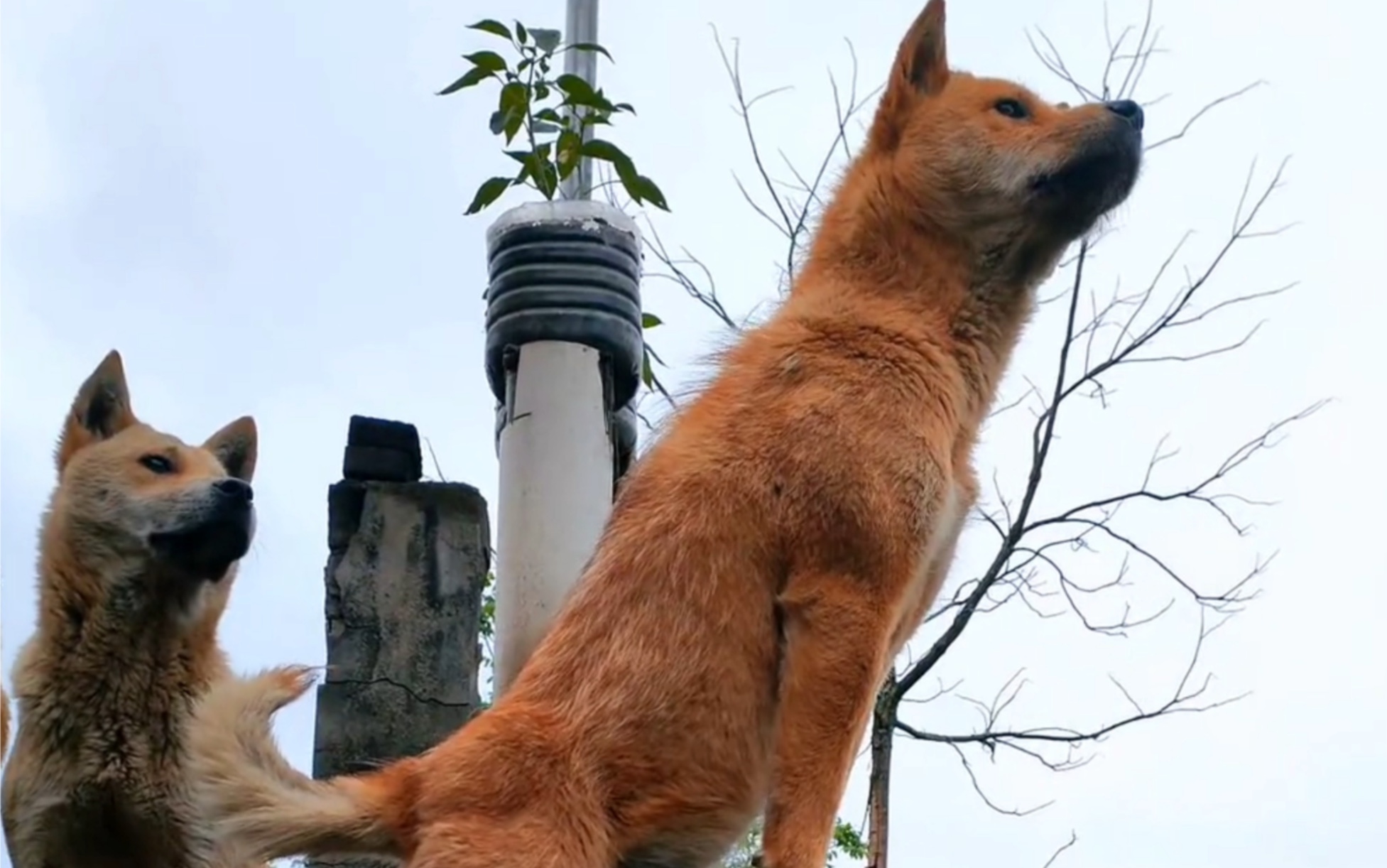 中华田园犬为何惨遭嫌弃,曾经的国犬现在的土狗!哔哩哔哩bilibili