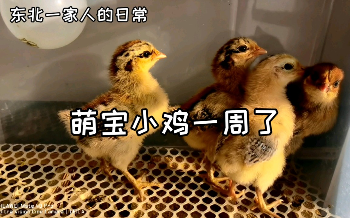 活动作品萌宝小鸡一周大了漂亮吧