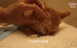 Download Video: 可怜的小猫双腿残疾，凭借顽强的意志坚强的活着，幸好遇见好心人