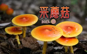 Tải video: 采菇狂魔！凸顶红黄鹅膏，多到hold不住！