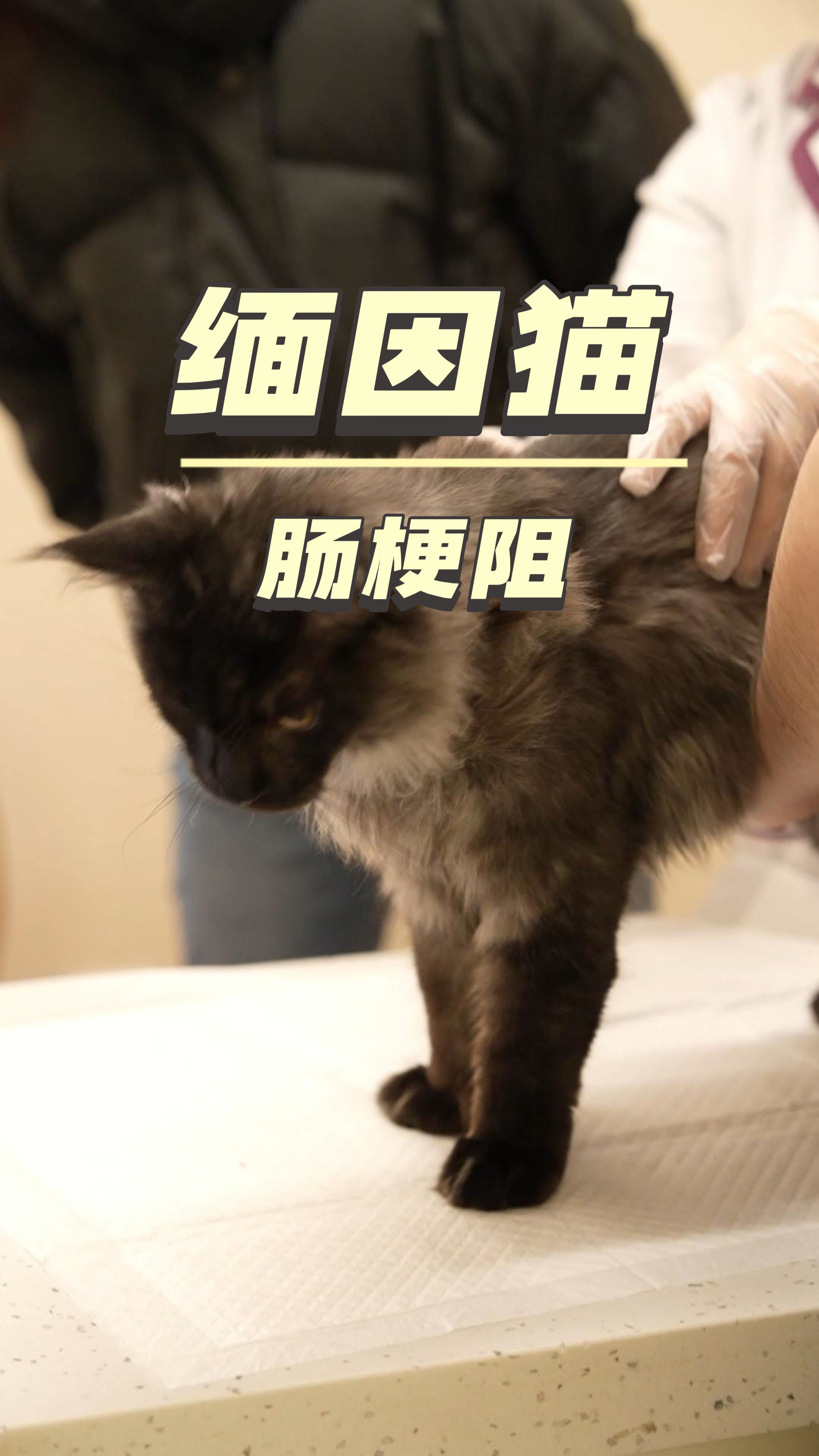 缅因猫肠梗阻