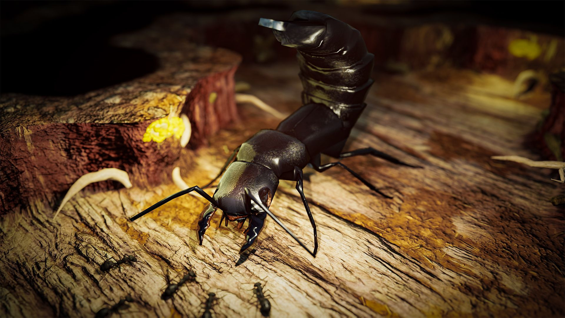 生物档案:ocypus olens 魔鬼隐翅虫