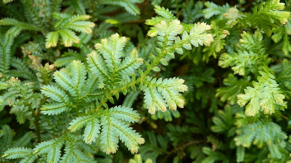 [图]听说这游戏的植被效果很屌？