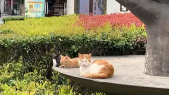 花枝鼠日常 猫被老鼠吓到了 Kiki第一次与猫亲密接触 哔哩哔哩 Bilibili