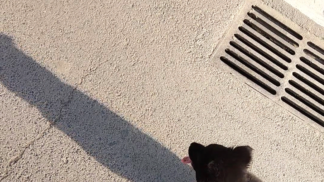 影子杀手,小狗的影子太可爱了