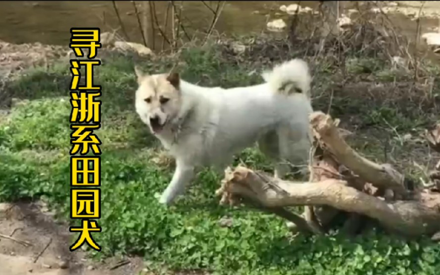 又一只极品江浙系田园犬没了,现在基地有了却难寻种狗.寻江浙皖三地田园犬做种公种母,有的务必联系啊. 让我们一起努力把老祖宗传承下来的优秀家犬...