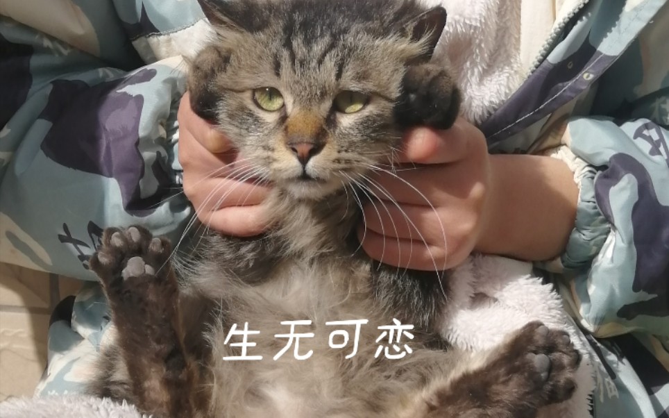 撸猫撸到喵怀疑喵生_哔哩哔哩 (゜-゜)つロ 干杯~-bilibili