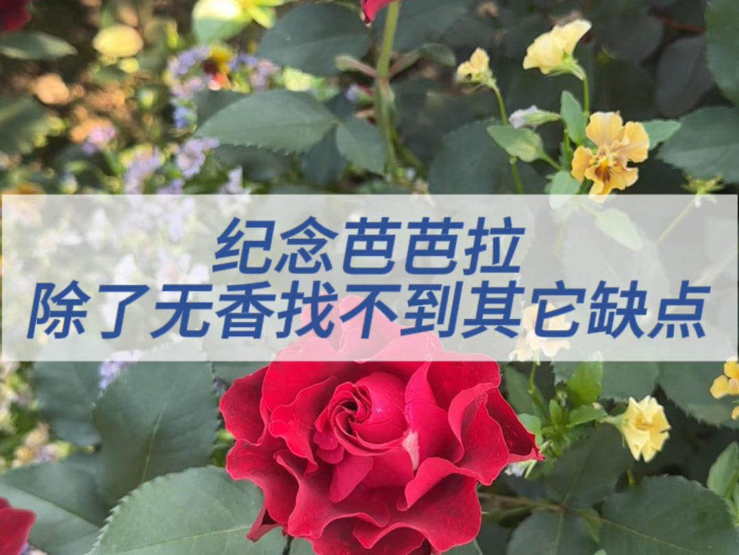 [图]纪念芭芭拉月季 除了无香找不到其他缺点！