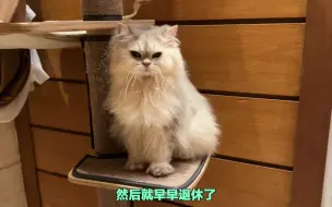 Download Video: 开猫舍，生离死别也是这个行业的常态……