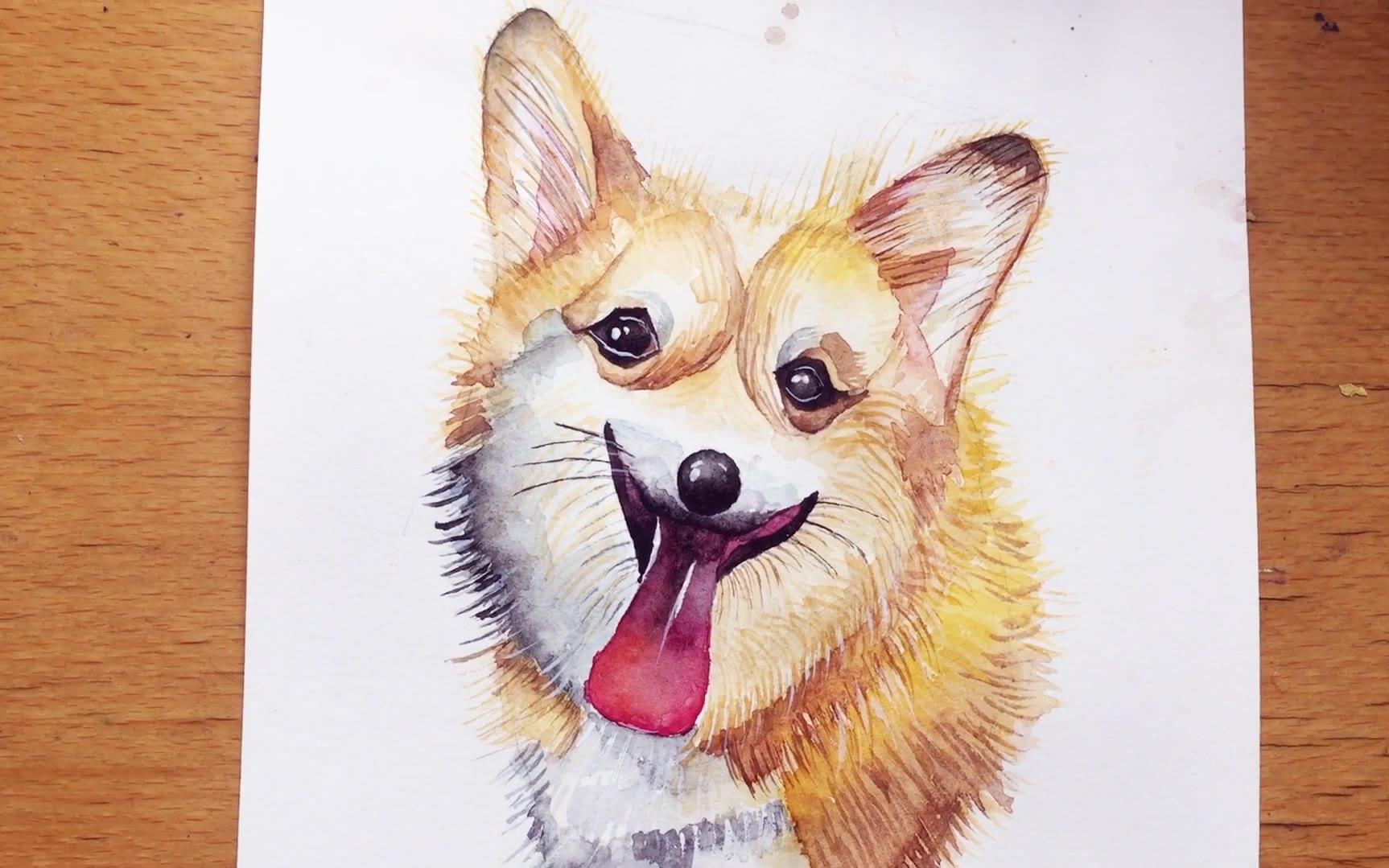 【水彩过程】手绘一支可爱的柯基|水彩|插画