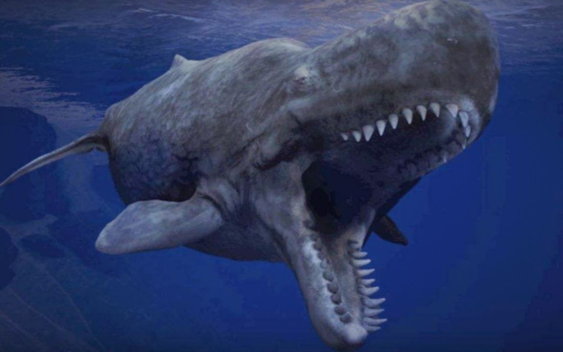 海底大猎杀梅尔维尔鲸图片