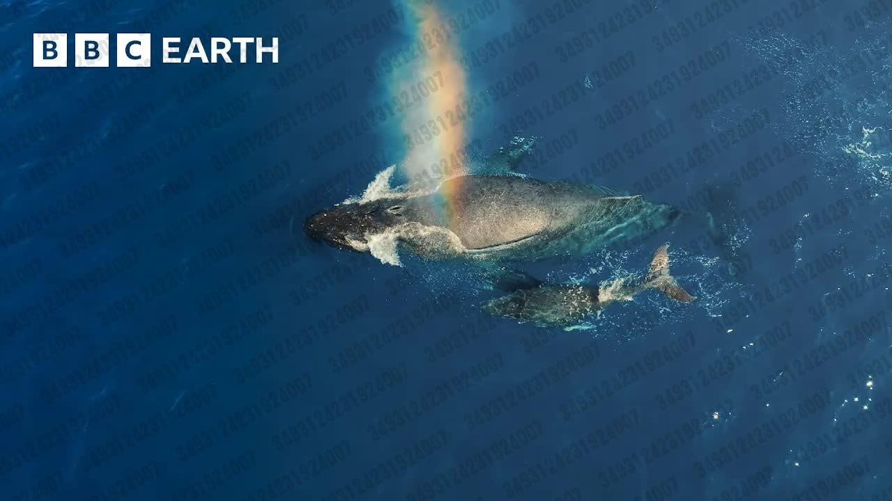03.10 【bbc earth】鲸鱼粪便的惊人好处|我们的地球|bbc地球