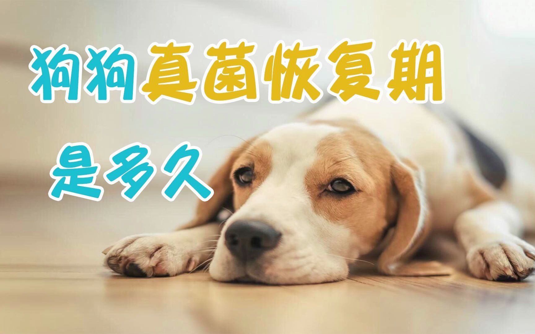 狗狗真菌恢复期是多久哔哩哔哩bilibili