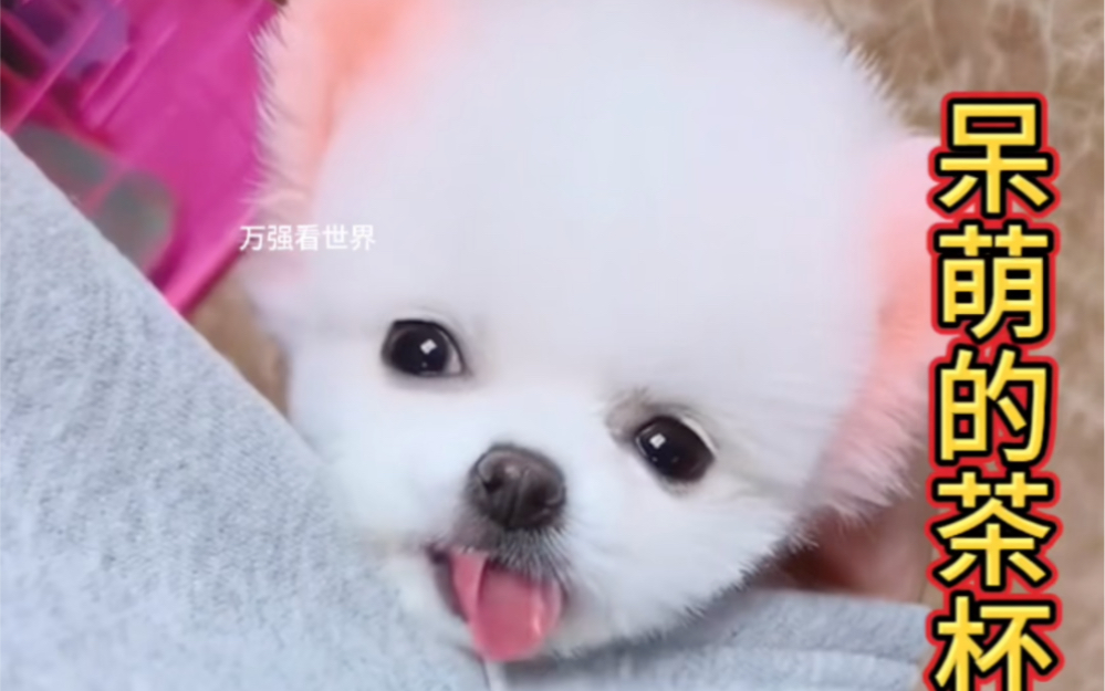 呆萌可爱的茶杯犬哔哩哔哩bilibili