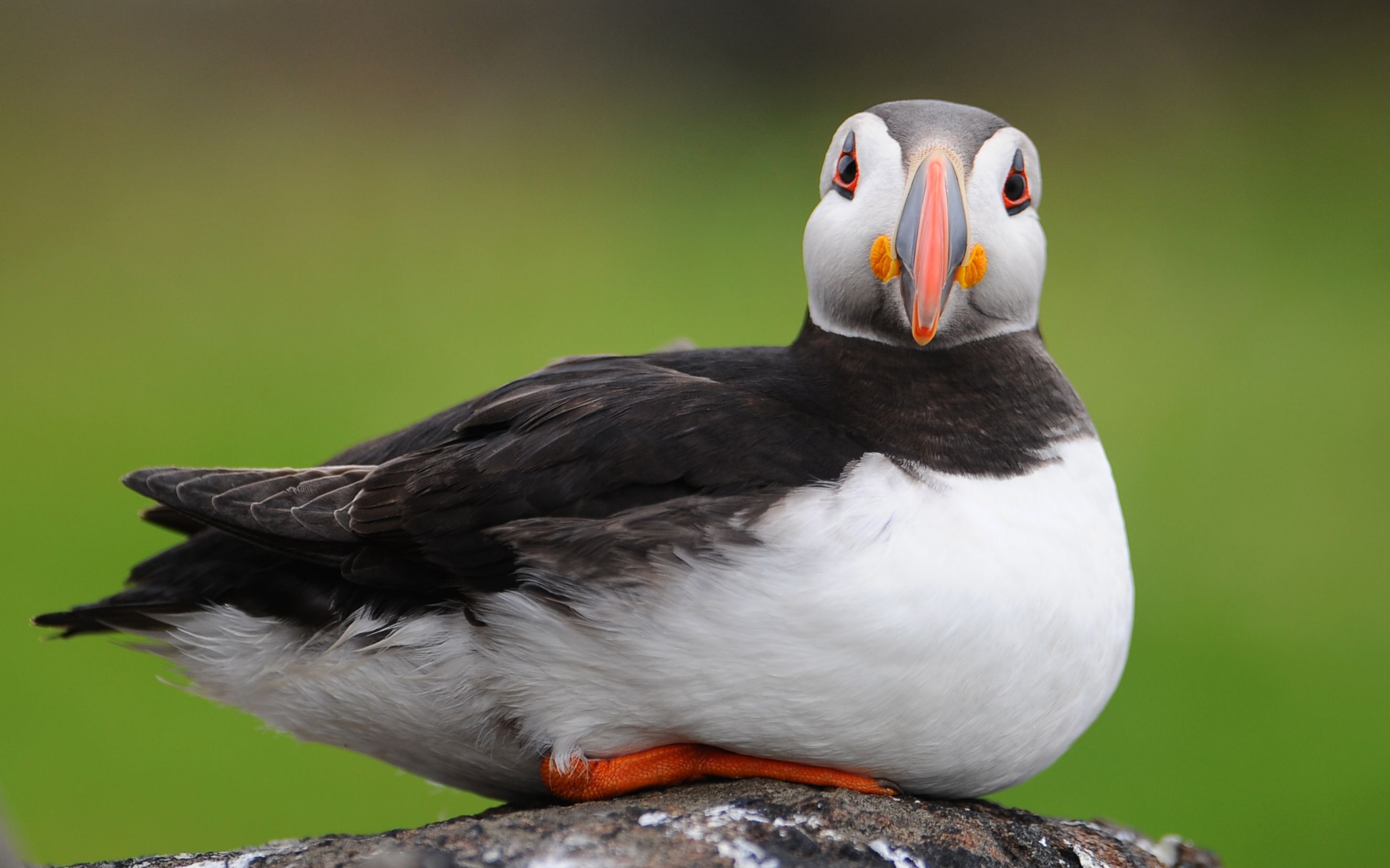 同样都是国宝,大熊猫被好吃好喝的伺候着,而它却被当地人吃到濒危