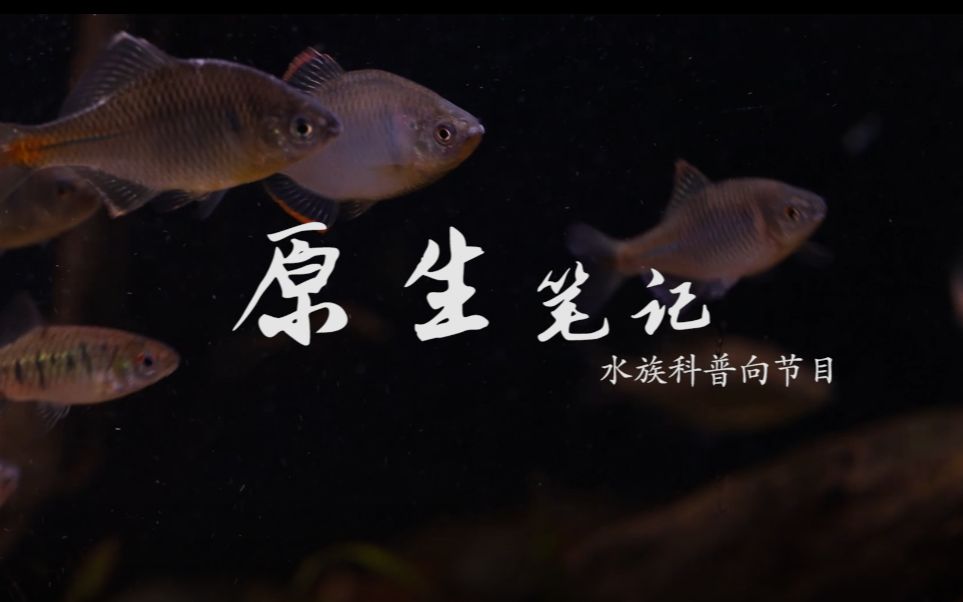 [图]【原生笔记01】彩虹流域：鳑鲏和鱊亚科（一）