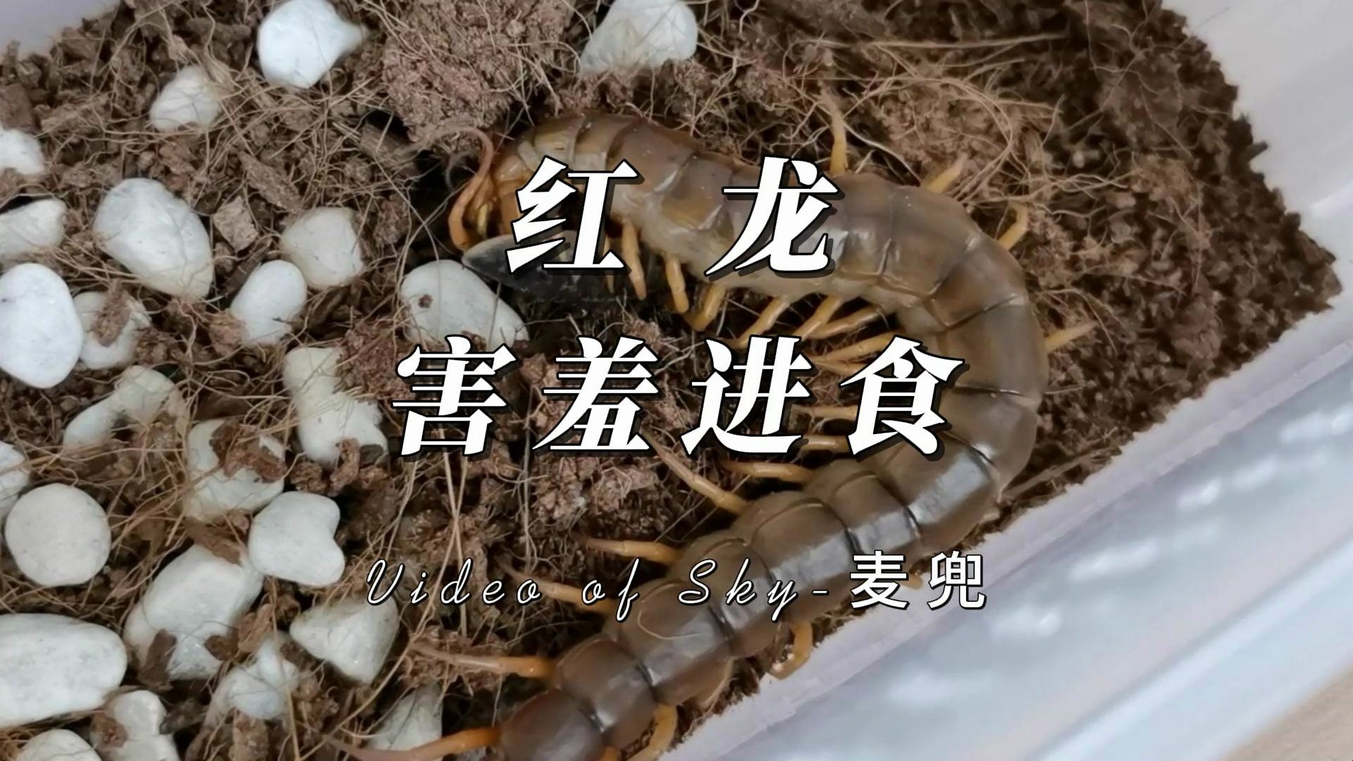 红龙豆瓣图片