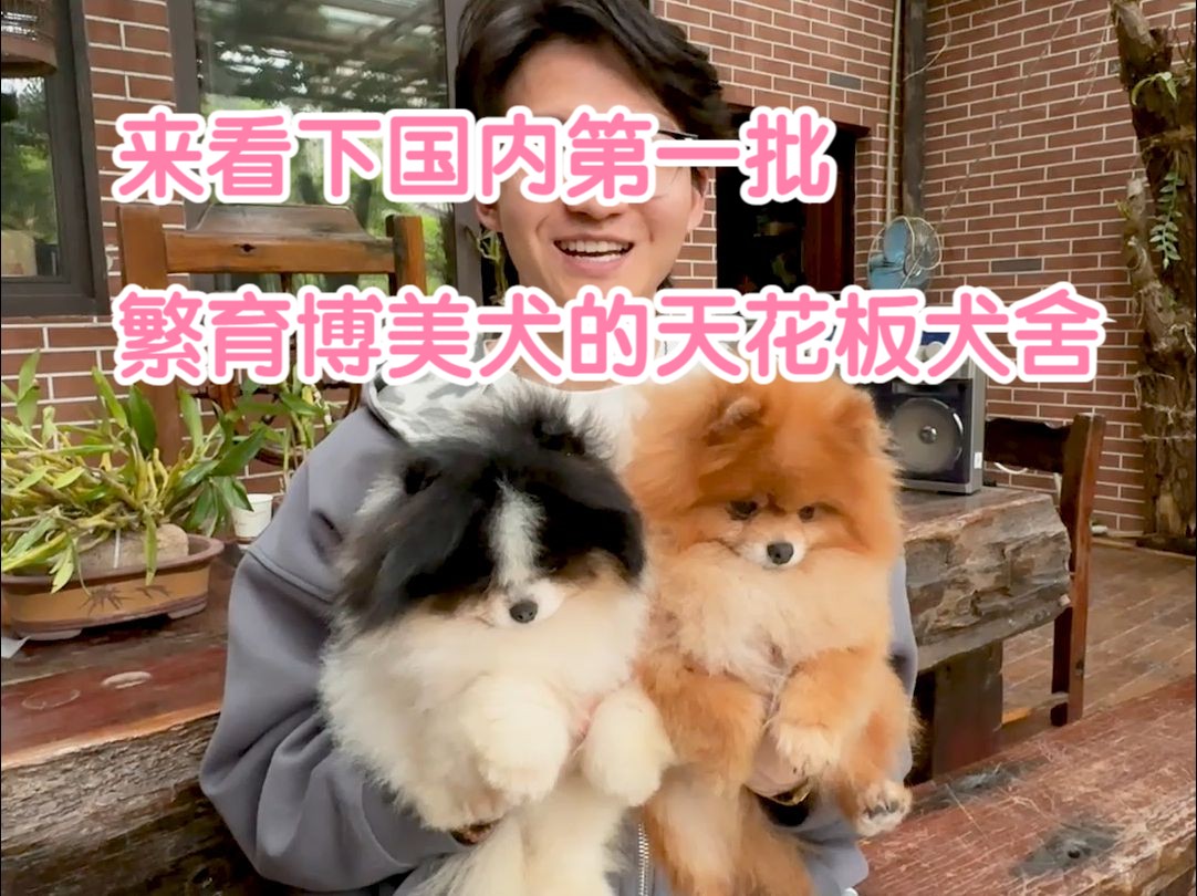 探访国内天花板级【博美犬舍】中国内第一批繁育博美犬的犬舍哔哩哔哩bilibili