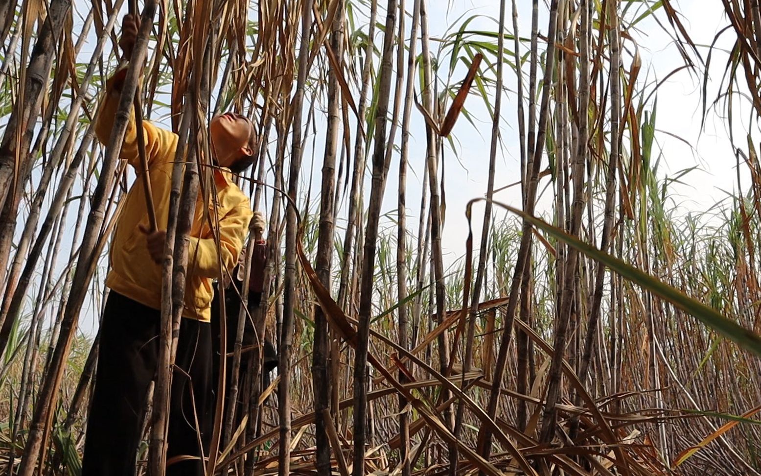 农村是这样剥甘蔗叶的,干半天脖子酸得不行,太辛苦了.