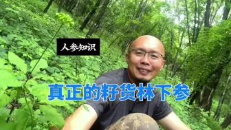 Download Video: 为啥真正的“籽货林下参”越来越少了