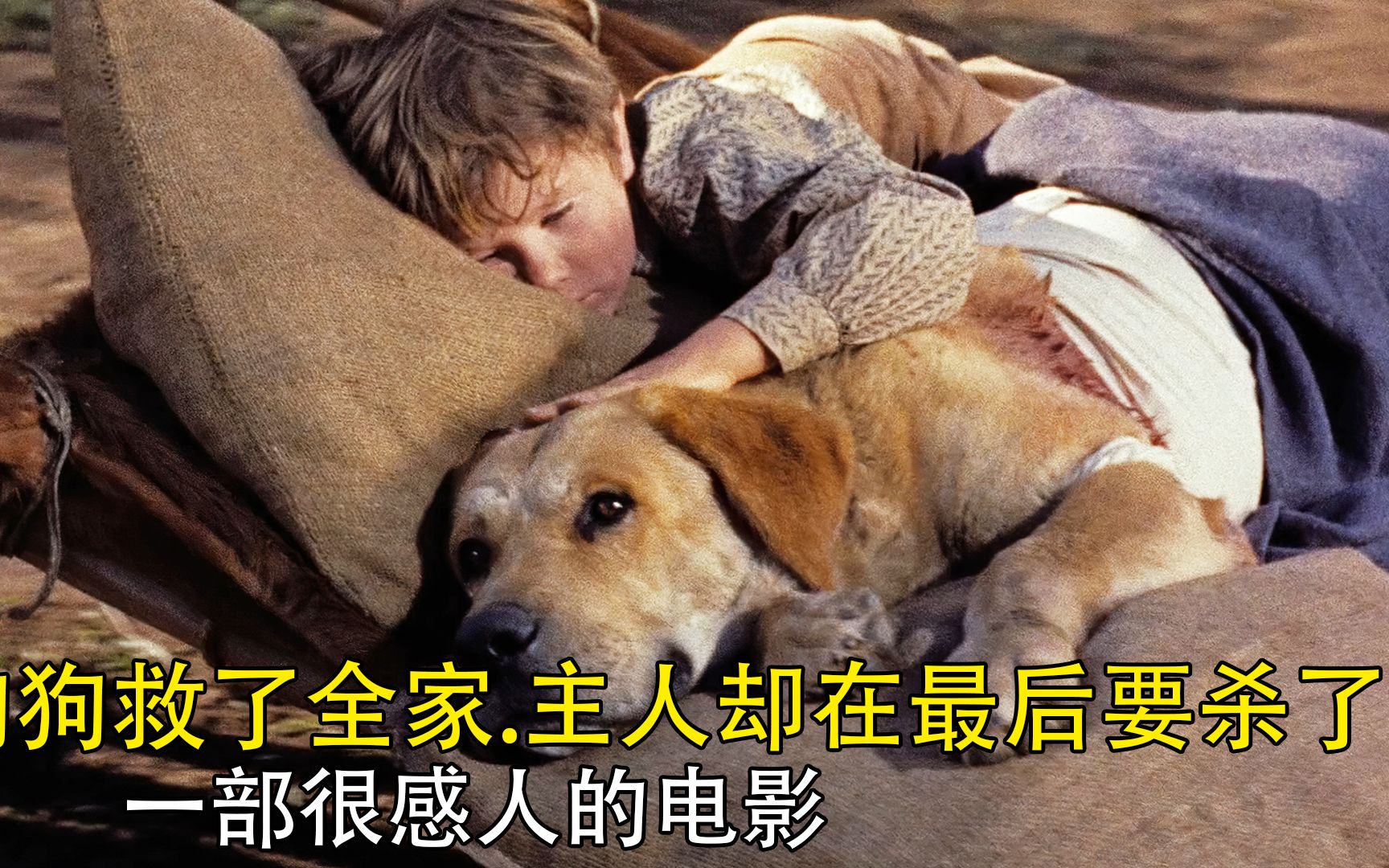 忠犬老黄狗.1957年拍摄最纯粹的狗狗的片子哔哩哔哩bilibili