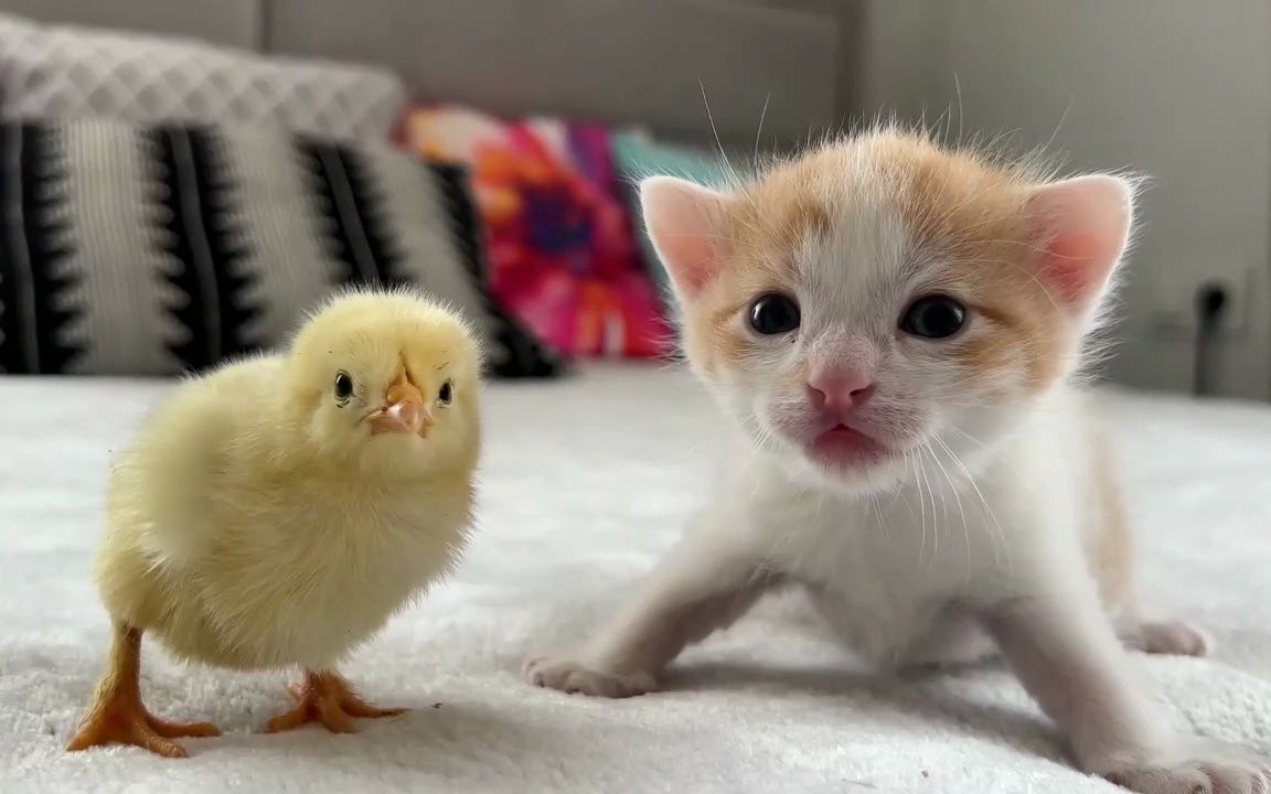 小猫咪与小鸡