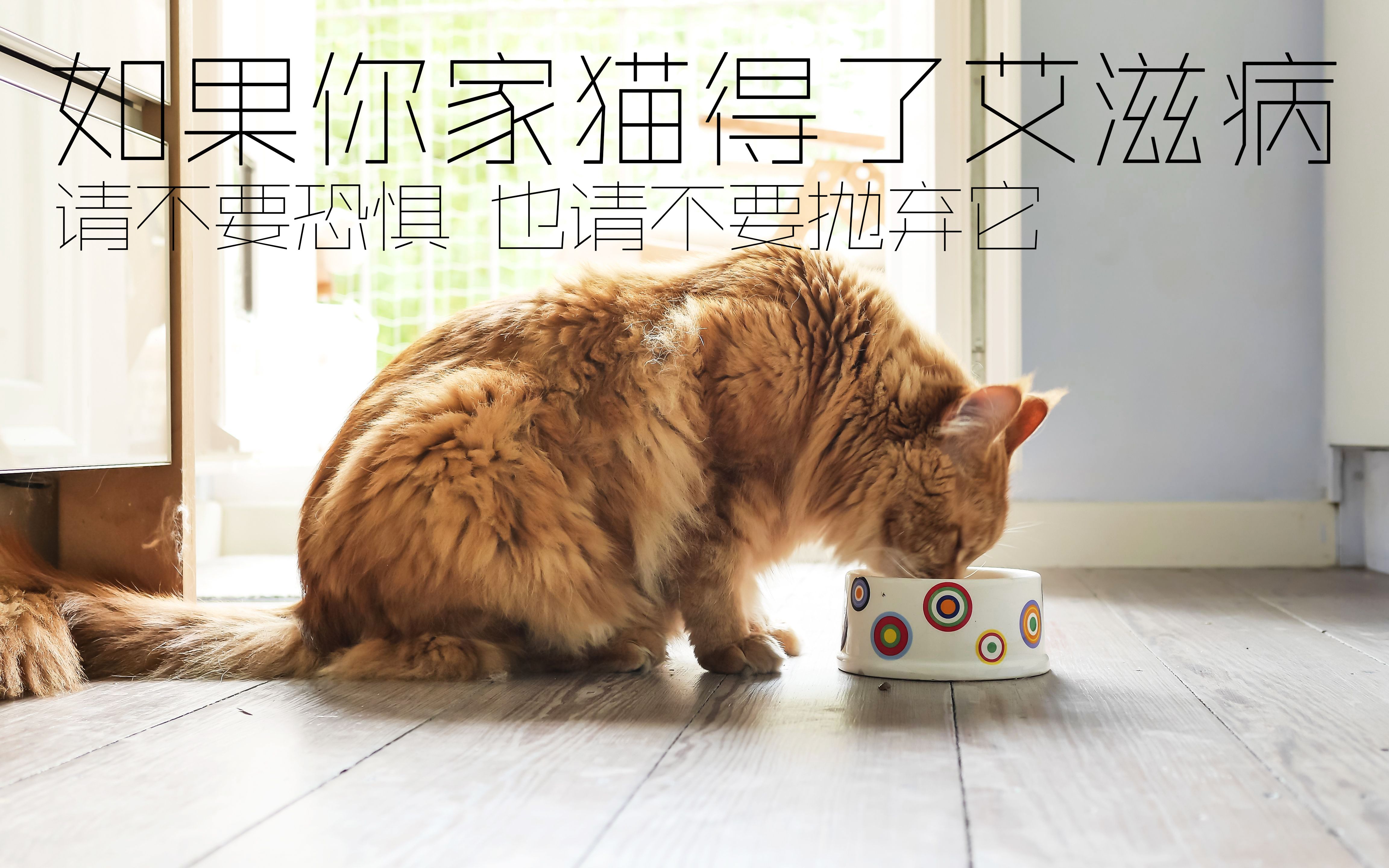 猫艾滋病并不恐惧!宠物医生科普猫艾滋病哔哩哔哩bilibili