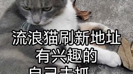 流浪猫地址刷新,有兴趣自己去抓哦!哔哩哔哩bilibili