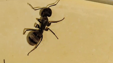 【斗蚁】金毛弓背蚁vs拟哀弓背蚁 下