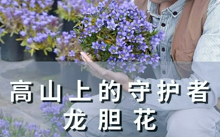 [图]高山上的守护者——龙胆