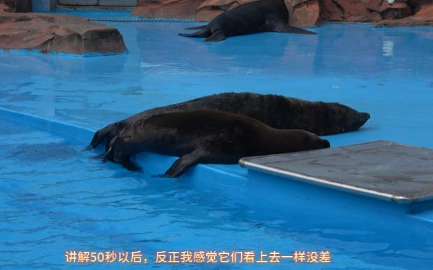 听讲解员分海狮公母