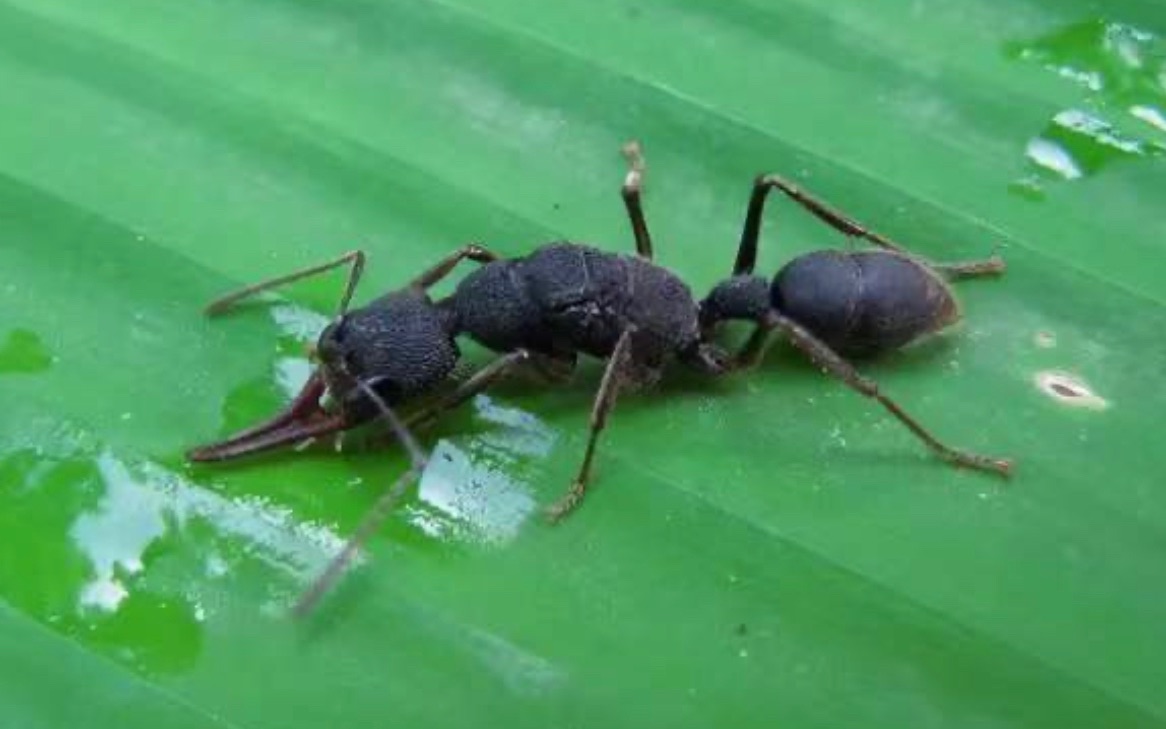 猎镰猛蚁蚁后吃蟑螂