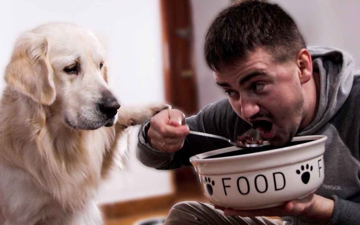 【金毛】贝利一脸无奈:我太难了,我吃的也要抢!