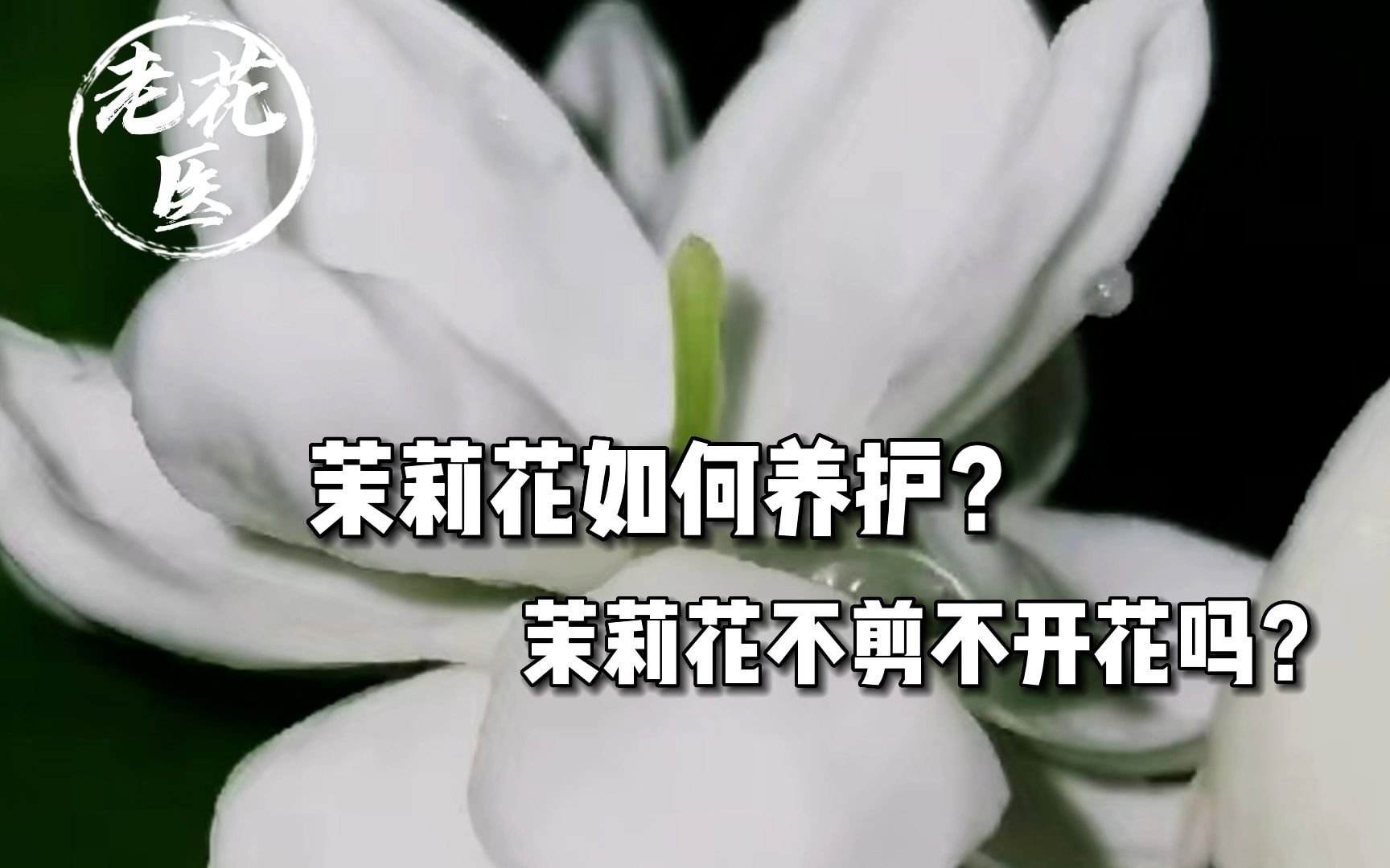 茉莉花如何养护?为什么只长叶子不开花?哔哩哔哩bilibili