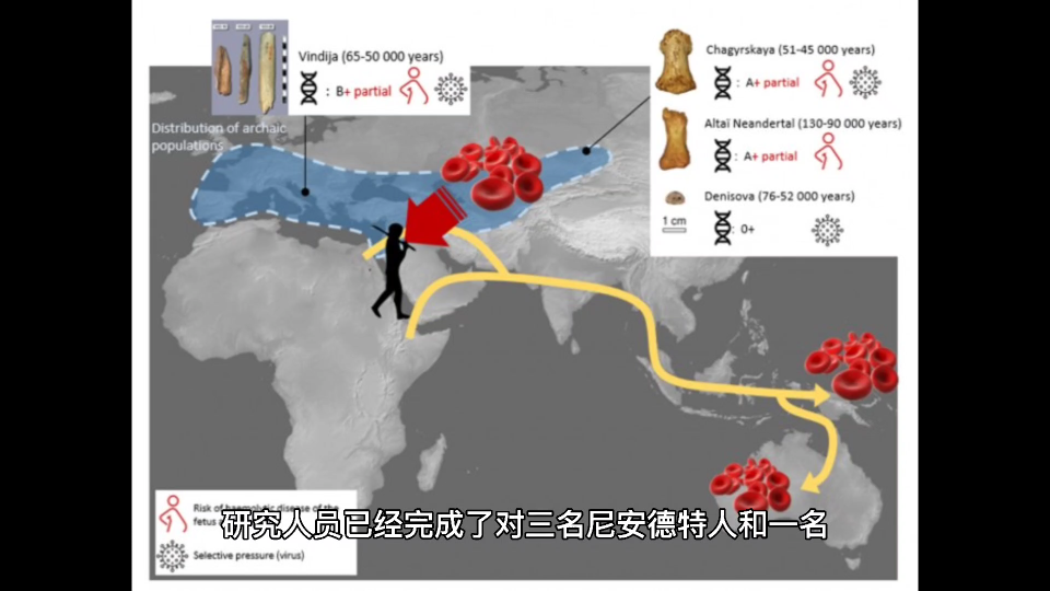 [图]科学家们完成了对尼安德特人和丹尼索瓦人的血型分析