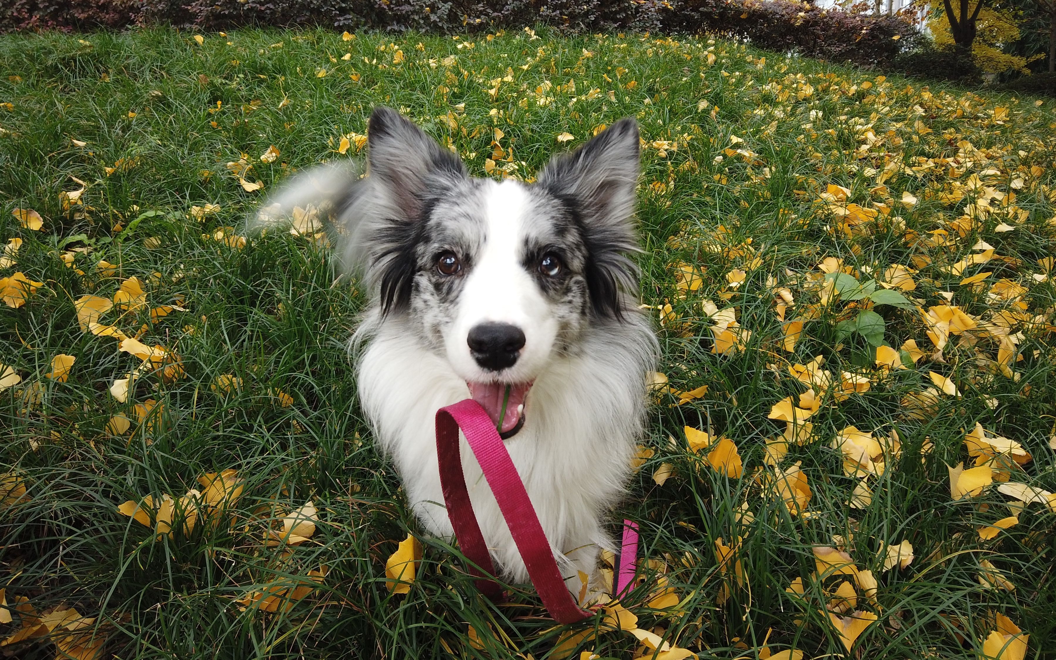 陨石边牧在草坪自由飞翔