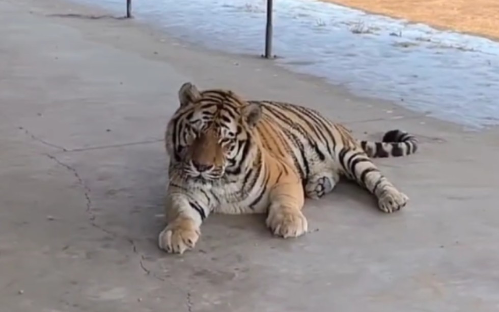 孬孬把鸡让给甜甜吃,两口子真恩爱