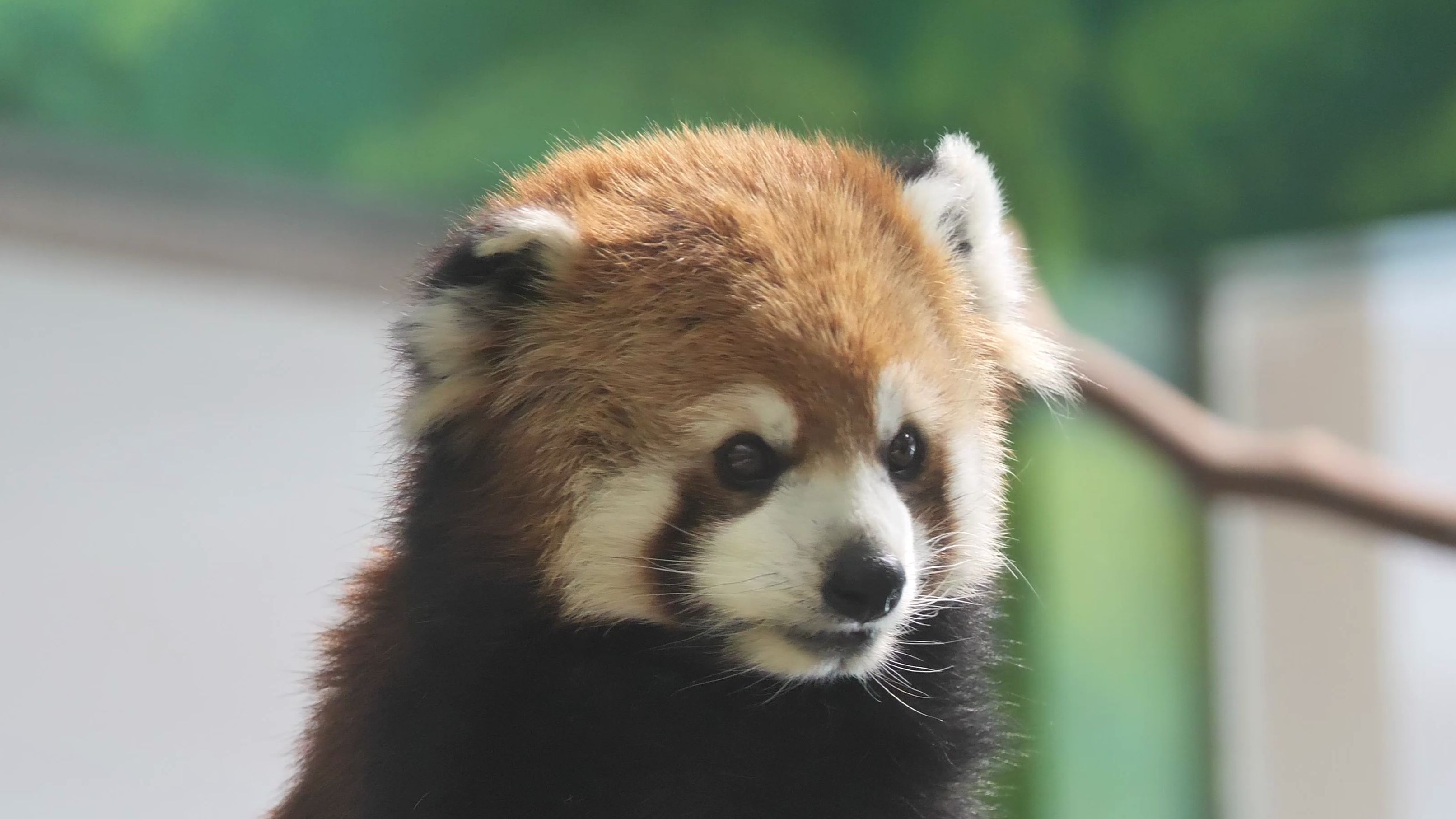 它有一个很美的名字【小熊猫】彩虹