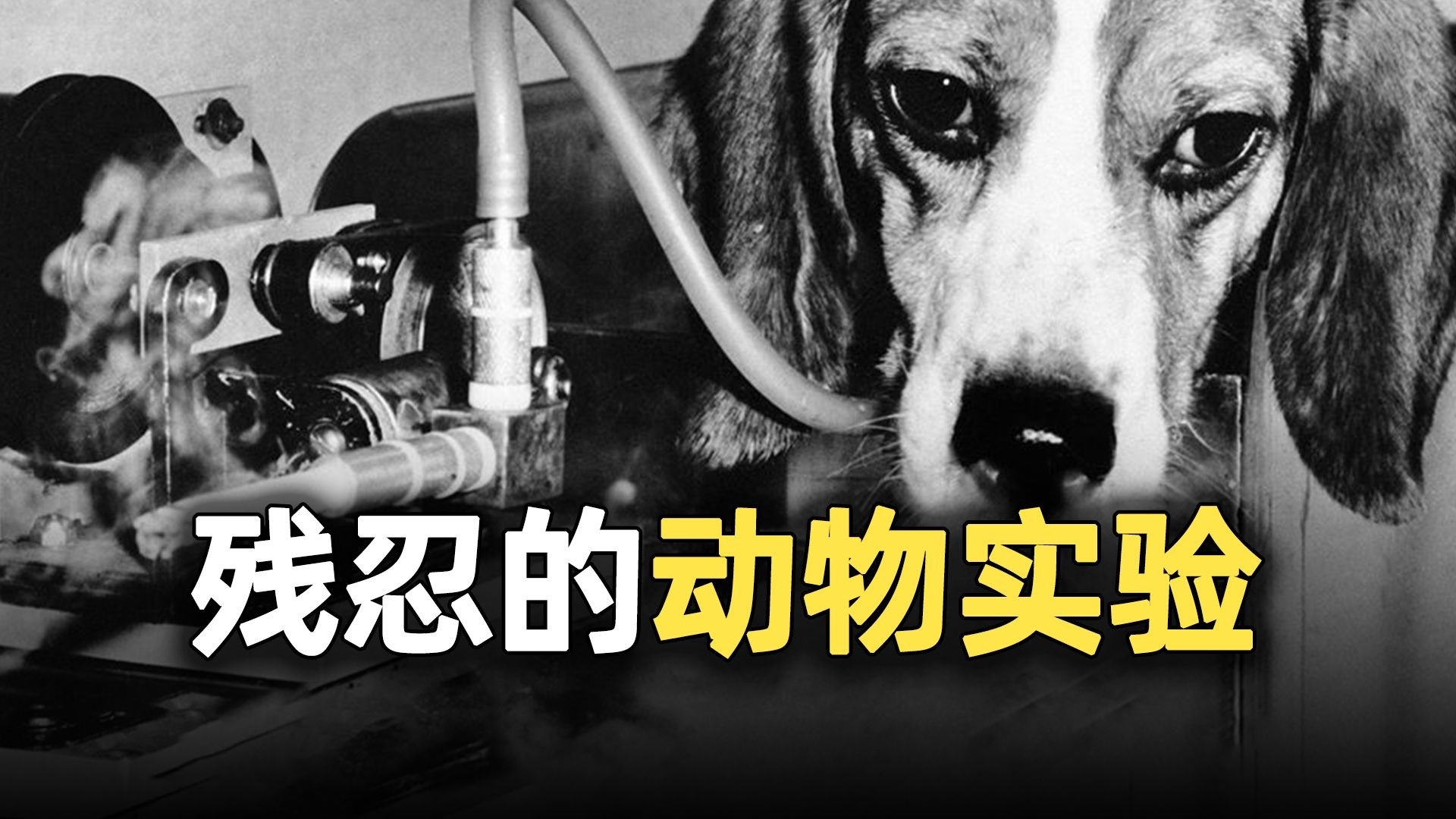 残忍的动物实验:为了证明“吸烟无害”,实验小狗猛抽上万根香烟-奇趣研究奇叔-奇趣研究奇叔-哔哩哔哩视频