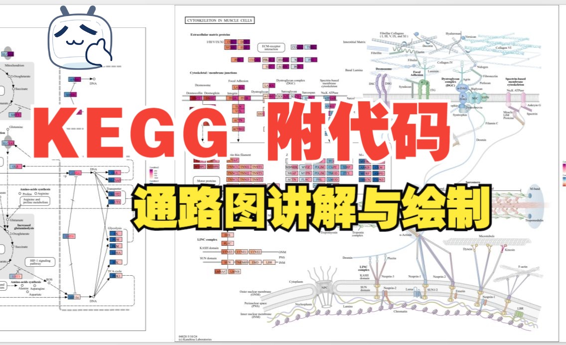 25(附代码)精讲,KEGG通路图讲解与绘制教程,一键出图!!!哔哩哔哩bilibili