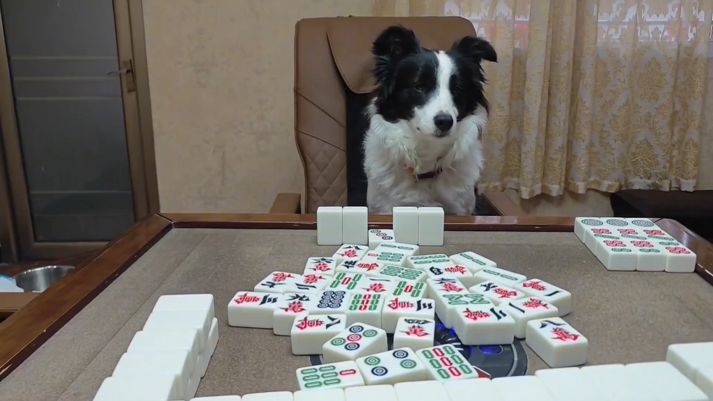 和边牧软软打麻将胡一个诈胡看它怎么办