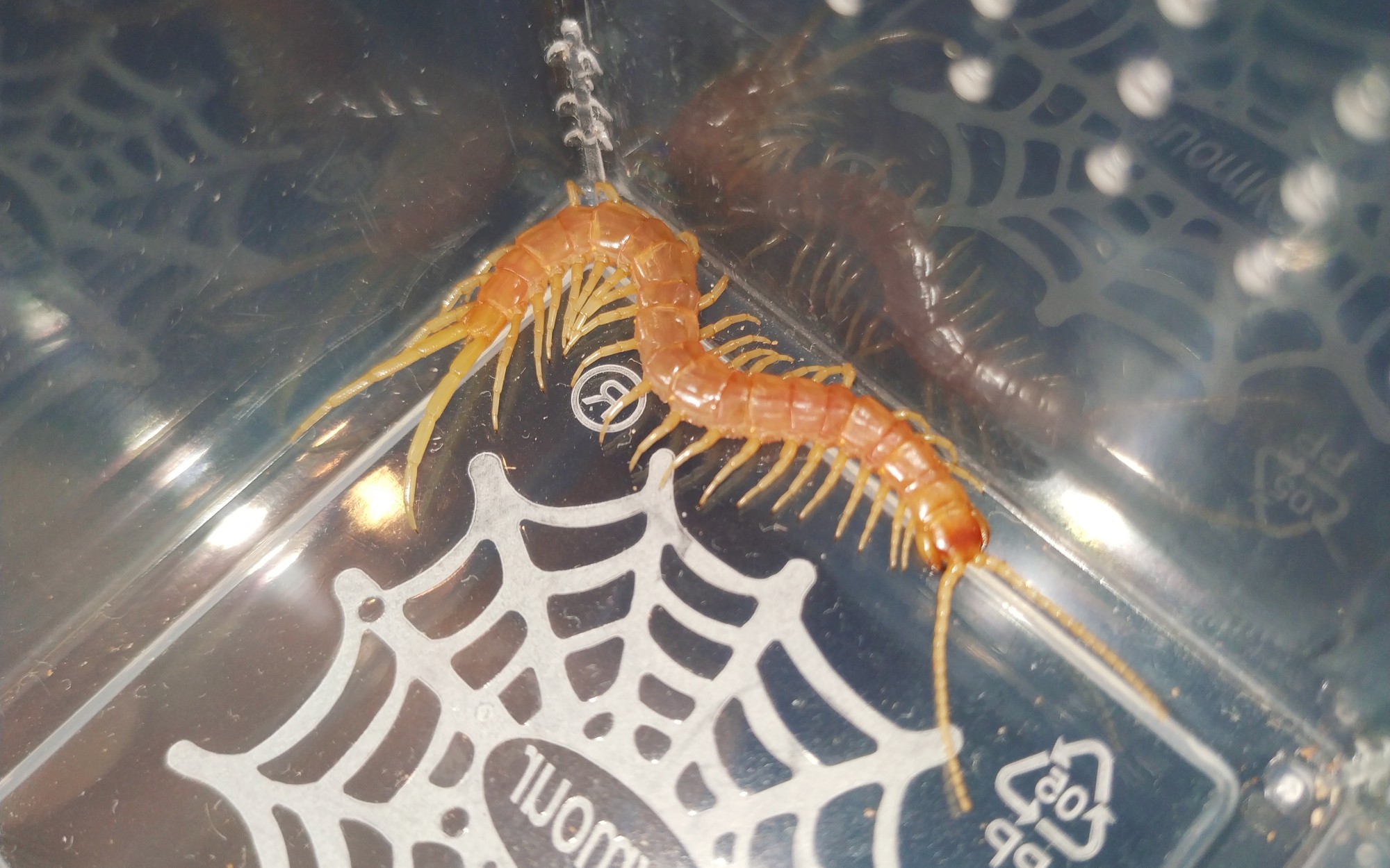 单眼蜈蚣暗中捕食