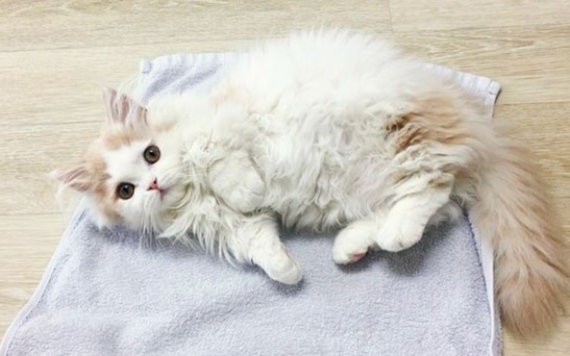 可爱的蓬松芒奇金小猫,俏皮日常,太萌了_哔哩哔哩 (゜-゜)つロ 干杯