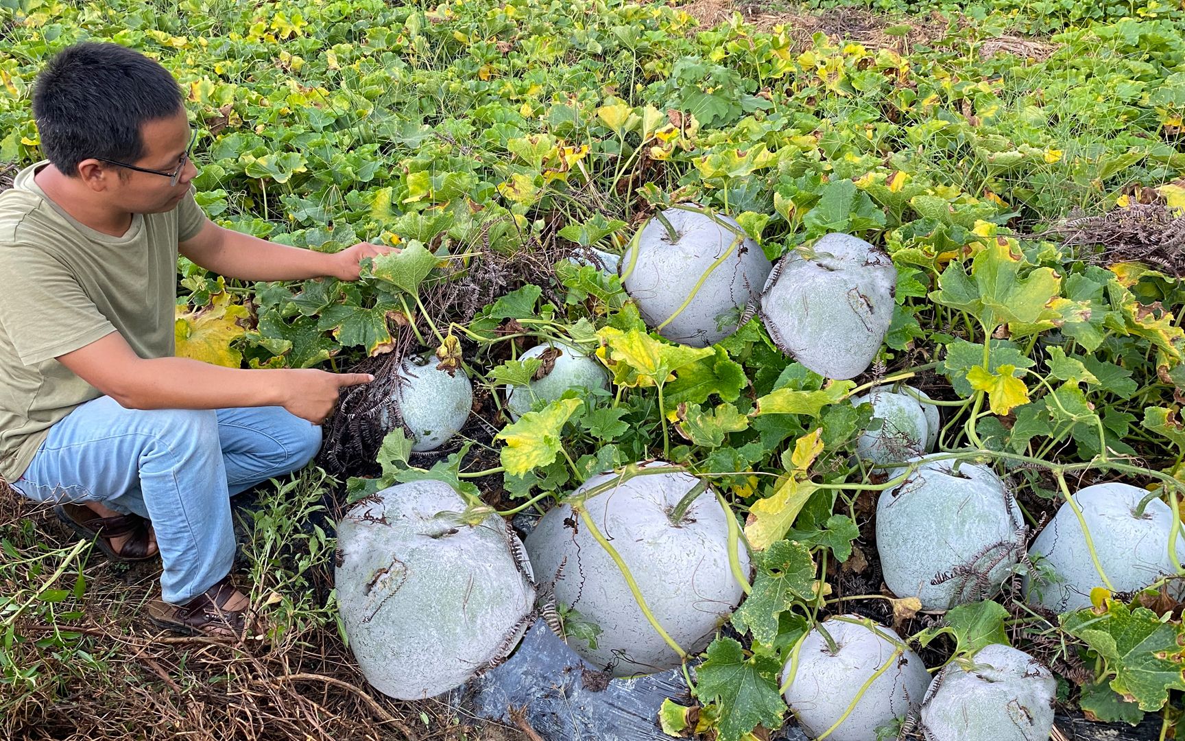 [图]冬瓜想要产量高多到摘不完，一种肥千万别放，很多人傻傻的不知道