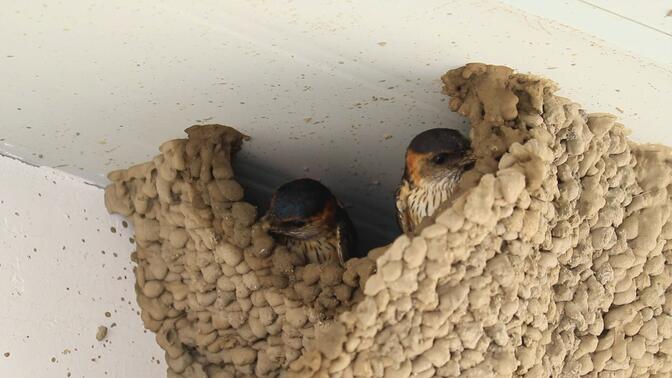 家中金腰燕 第一弹 小燕子筑巢了!