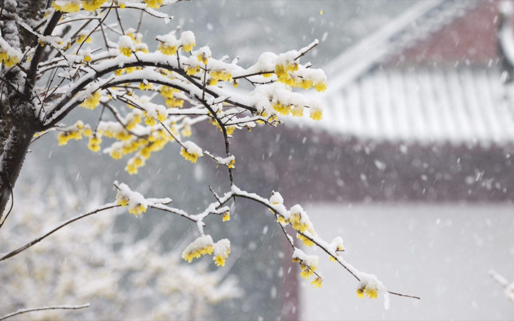 [图]《浣溪沙·残雪凝辉冷画屏》纳兰性德——我是人间惆怅客，断肠声里忆平生