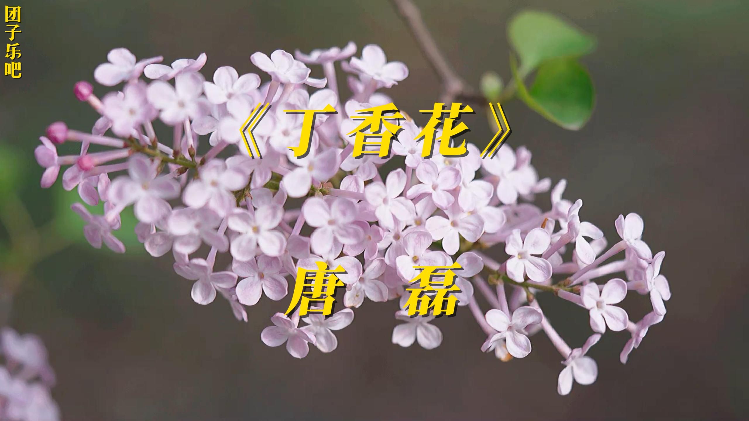 《丁香花》唐磊【自制MV】【无损音质】哔哩哔哩bilibili