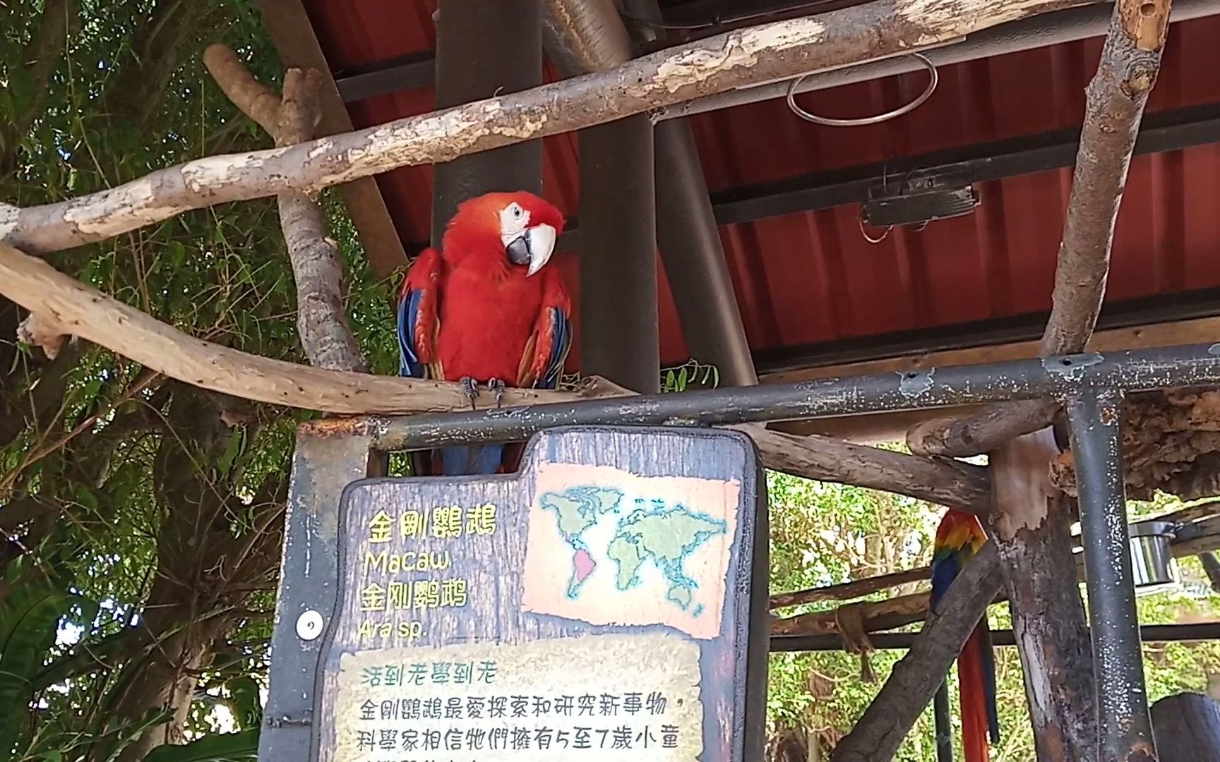 Macaw金刚鹦鹉(热带雨林天地) | 海洋公园 Ocean Park哔哩哔哩bilibili